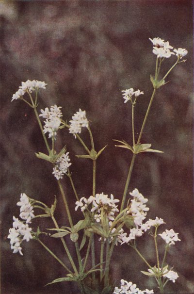Fleurs sauvages : Aspérule Odorante - Charles Essenhigh Corke