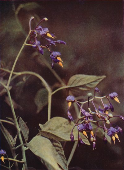 Fleurs Sauvages : Morelle Douce-Amère - Charles Essenhigh Corke