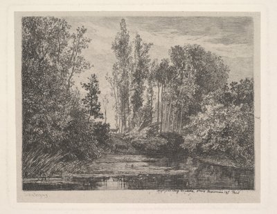 Cerfs au bord de l