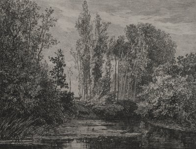 Cerfs au bord de l