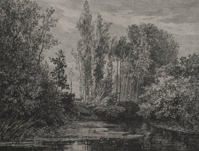 Cerfs au bord de l