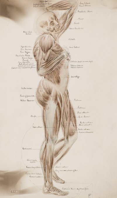 Étude [Muscles humains (légendé)], vers 1884 - Charles Gustav Louis Phillips
