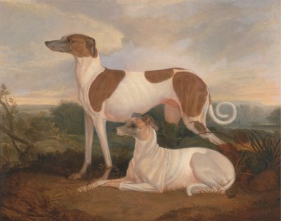 Deux lévriers dans un paysage - Charles Hancock