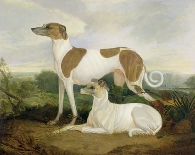 Deux lévriers dans un paysage - Charles Hancock