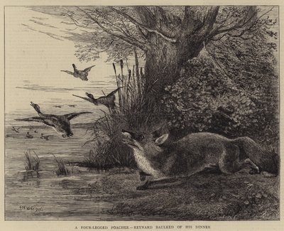 Un braconnier à quatre pattes, Reynard privé de son dîner - Charles Harvey Weigall