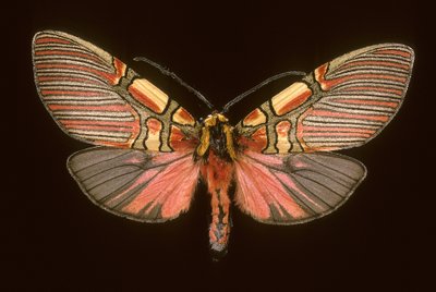 Anaxita constricta - Augustus Kollner