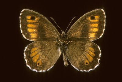 Arethusana arethusa, Petit agreste - Augustus Kollner