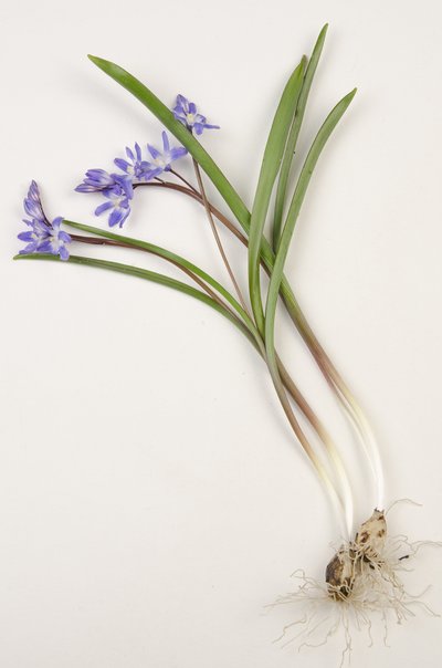 Tableau botanique de Chionodoxa forbesii - Augustus Kollner