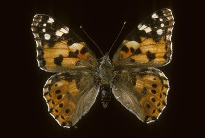 Cynthia cardui, Vanesse des chardons - Augustus Kollner