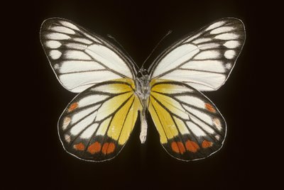 Delias hyparete, Mâle - Augustus Kollner
