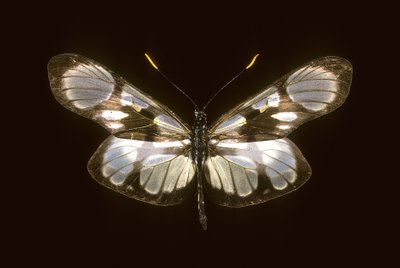 Dismorphia orise - Augustus Kollner