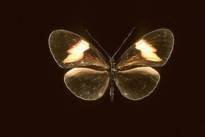 Heliconius melpomene - Augustus Kollner