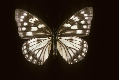 Hestina japonica - Augustus Kollner