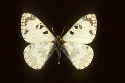 Hypermnestra helios - Augustus Kollner