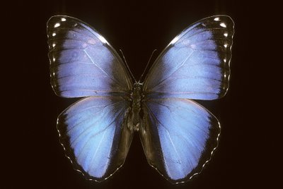 Morpho vitrea - Augustus Kollner