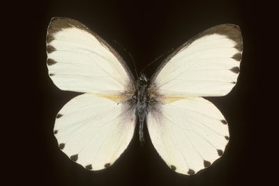 Mylothris ngaziya - Augustus Kollner