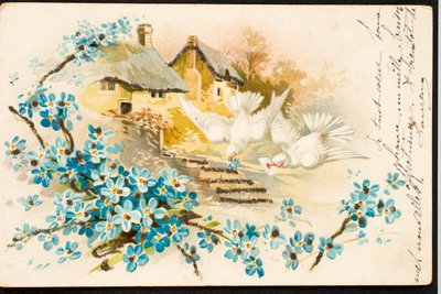 Vieille carte postale/Colombe - Augustus Kollner