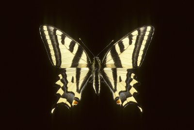 Papilio alexanor - Augustus Kollner
