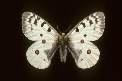 Parnassius phoebus, Petit apollon - Augustus Kollner