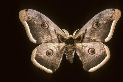 Saturnia pyri - Augustus Kollner