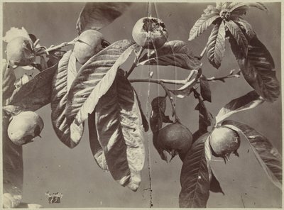 Nature morte avec nèfles - Charles Hippolyte Aubry