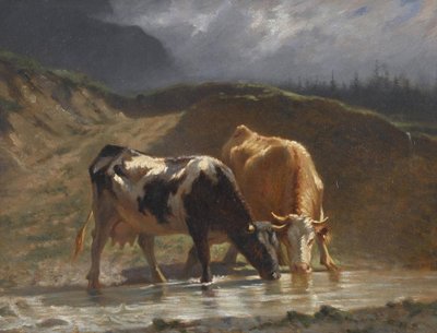 Vaches à l