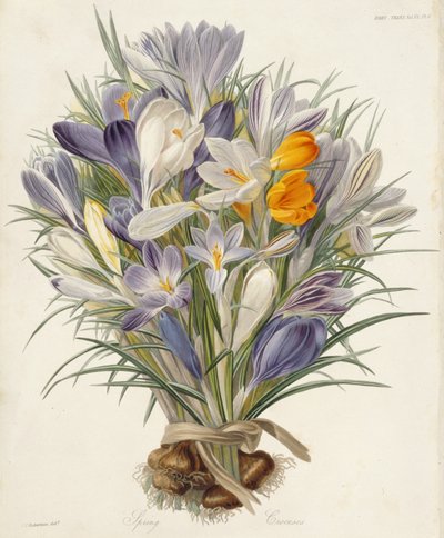 Crocus de printemps, planche des Transactions of the Horticultural Society, Londres, vol VII, 1830 - Charles John Robertson
