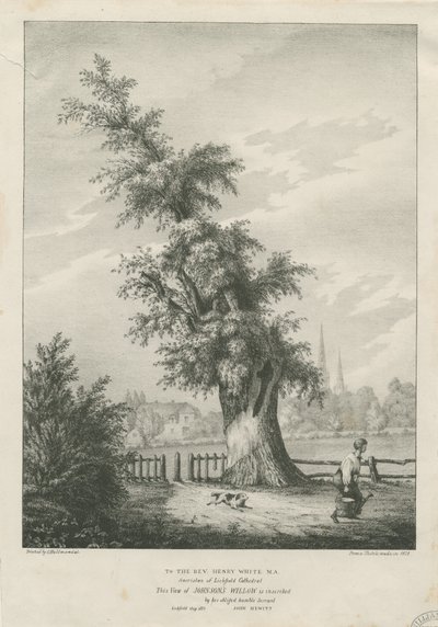 Lichfield - Le saule du 