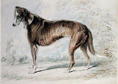 Lurcher - Charles Landseer