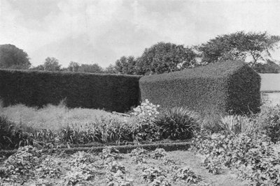 Haies de buis dans le jardin potager - Charles Latham
