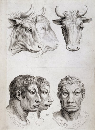 Comparaison hommes/bétail - Charles Le Brun
