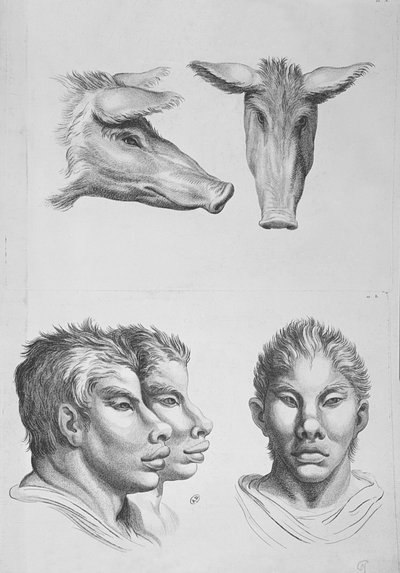 Similitudes entre la tête d