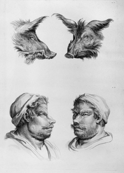 Similarités entre la tête d
