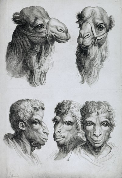 Similarités entre la tête d
