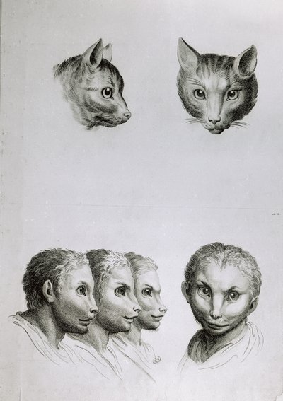 Similarités entre la tête d