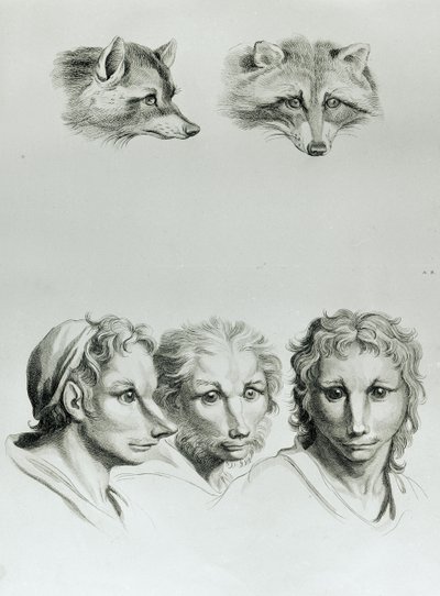 Similarités entre la tête d