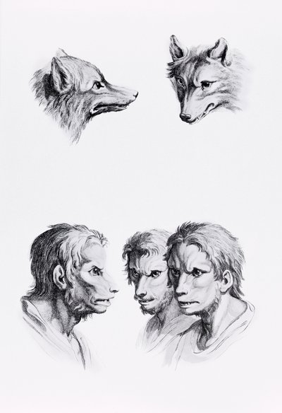 Similarités entre la tête d