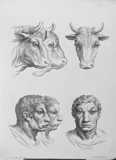 Similarités entre la tête d