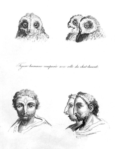 Similarités entre la tête d