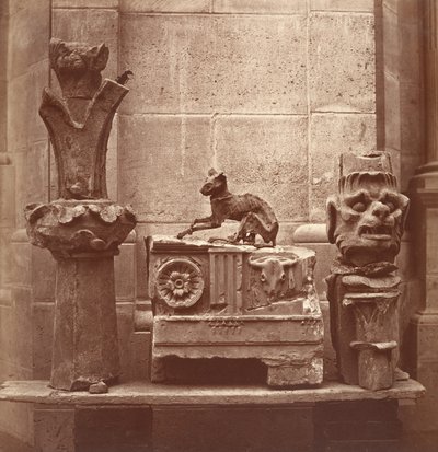 Le Chat Momifié trouvé dans les fouilles de Saint-Germain-en-Laye, vers 1862 - Charles Marville