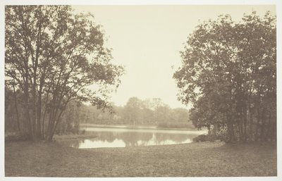 Sans titre [Arbres près de l