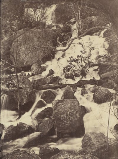 [Arbres et cascades], 1860-65 - Charles Nègre