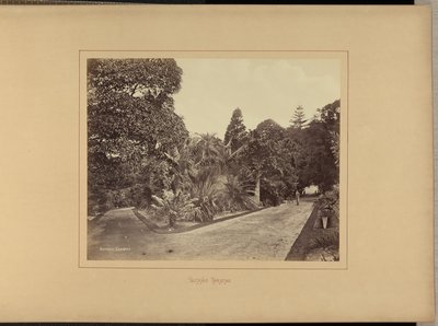 Jardins botaniques - Charles Percy Pickering