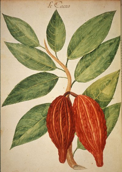 Cacao - Charles Plumier