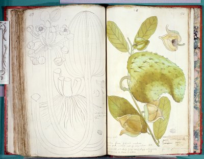 Ms 23 Cardamome, d
