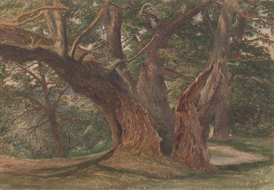 Arbres dans un paysage - Charles Reginald Aston