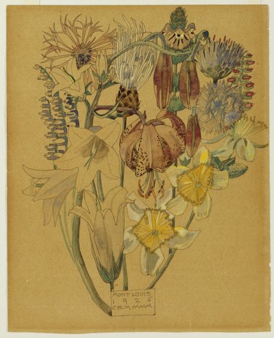 Mont Louis - Étude de fleurs, 1925 - Charles Rennie Mackintosh