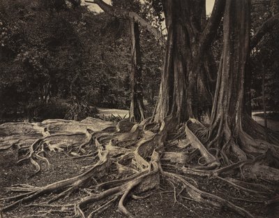 Arbre à caoutchouc, Assam, Inde (Ficus Elastica) - Charles T. Scowen