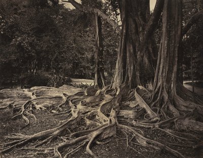 Arbre à caoutchouc, Assam, Inde Ficus Elastica, vers 1880 - Charles T. Scowen