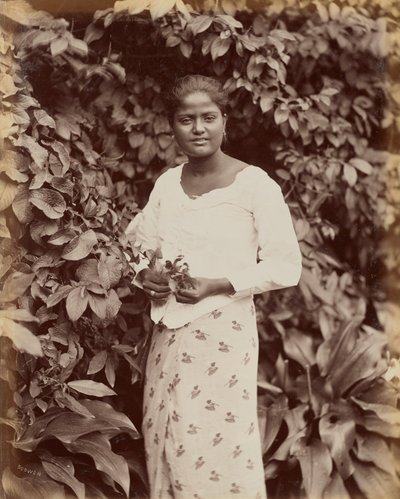 Cingalais - Charles T. Scowen